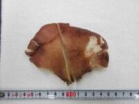 毒キノコの食中毒相次ぐ 「見分け困難」県が注意喚起 | 岐阜新聞Web