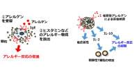 千葉大など、食物アレルギーの治療法「経口免疫療法」の仕組みの一端を解明 | マイナビニュース