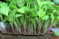 健康チェック：マイクログリーンは通常の野菜より優れている？ | NewSphere