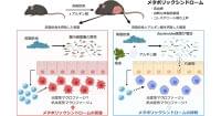 海藻に含まれる食物繊維がメタボを抑制する、慶大などが確認 | TECH+