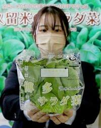 サラダナ栄養機能表示し販売拡大へ　パッケージ一新　福岡・ＪＡくるめ、県・市と連携 / 日本農業新聞