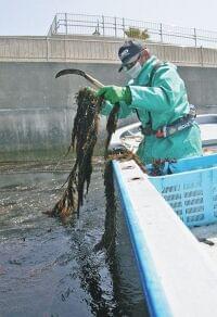 ＜食卓ものがたり＞迷惑海藻　粘りの商品化　アカモク（愛知県常滑市）：東京新聞 TOKYO Web