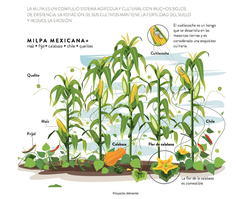 日本とメキシコの主食の違い①