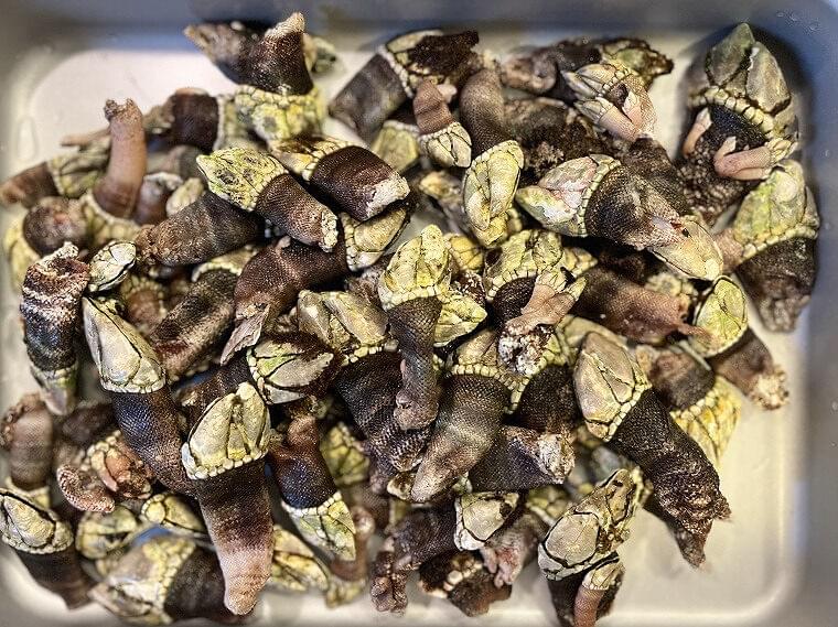 おいしい食材再発見!~八丈島編~「カメノテ」