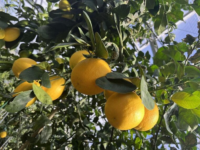 おいしい食材再発見!~八丈島編~「八丈フルーツレモン」