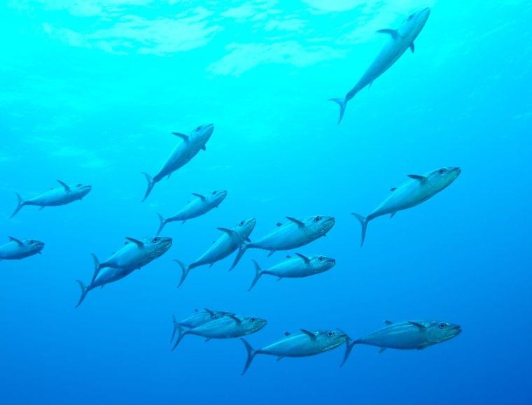 妊娠中に注意したい魚介類の水銀①