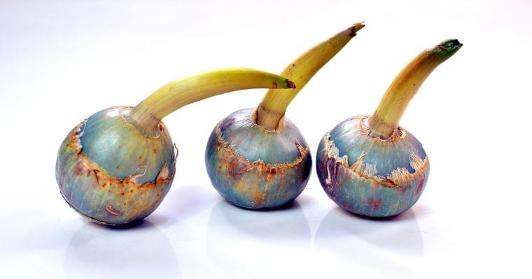 クワイ の栄養素や歴史 管理栄養士監修 12月の旬の野菜の栄養学 コラム Eatreat クワイ の栄養素や歴史 管理栄養士監修 12月の旬の野菜の栄養学 コラム Eatreat