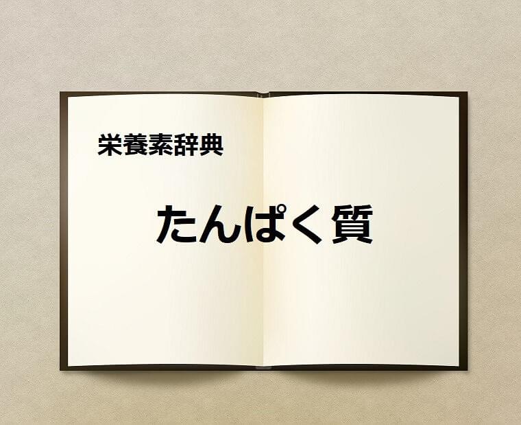 栄養素辞典②「たんぱく質とは?」