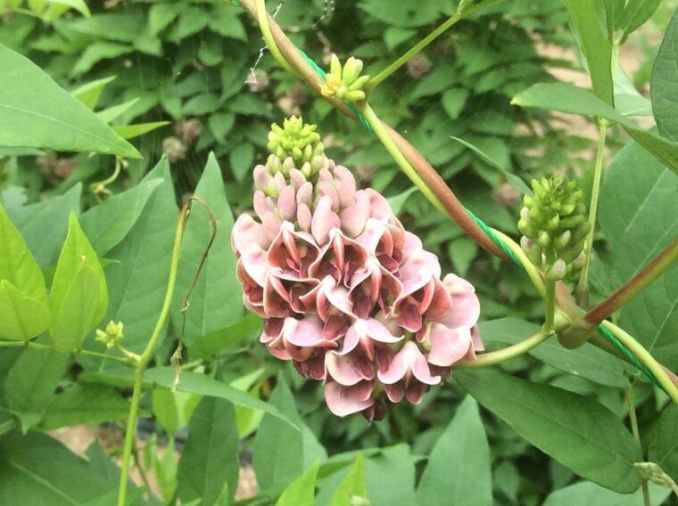 アピオス花の栄養素 カロリー Eatreat アピオス花の栄養素 カロリー Eatreat