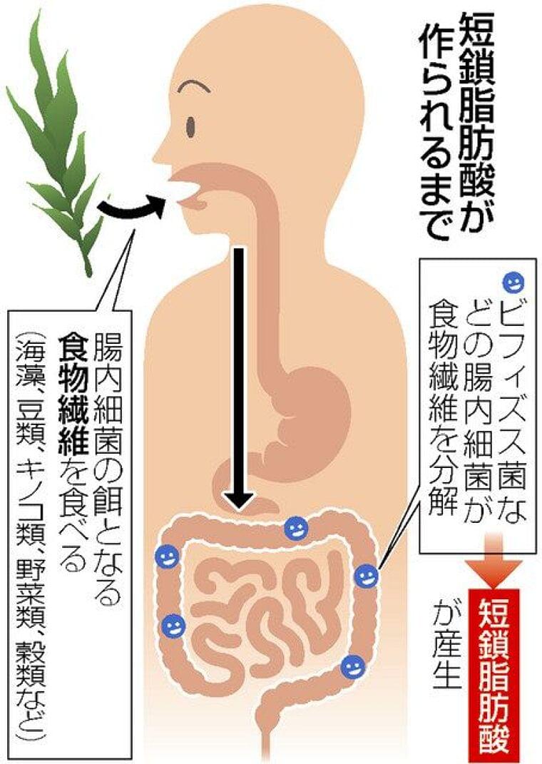 肥満予防に短鎖脂肪酸 腸内細菌、食物繊維を分解し“生産” 基礎代謝向上など促す:東京新聞 TOKYO Web