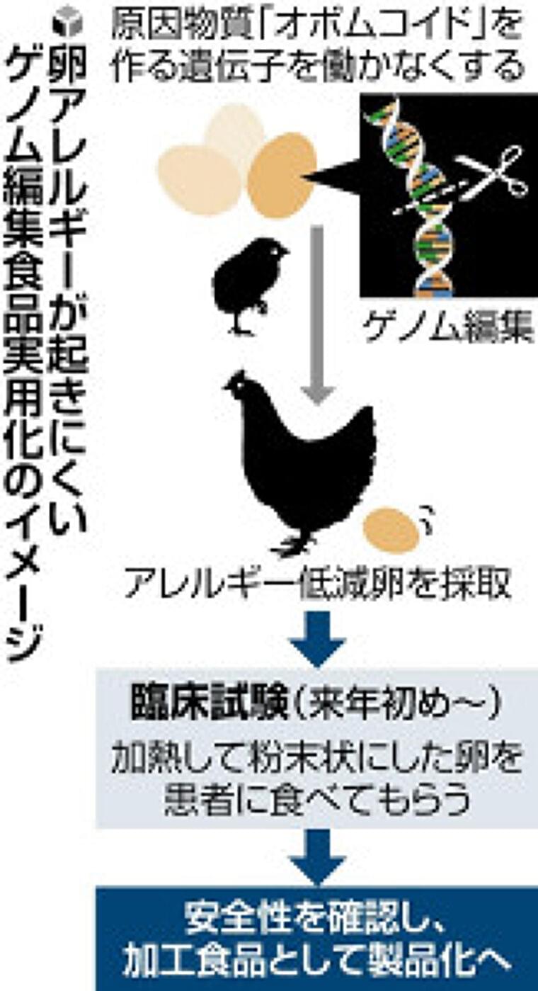 卵アレルギーが起きにくい卵、ゲノム編集で原因物質除去…数年後の商品化に向け臨床実験 | ヨミドクター(読売新聞)