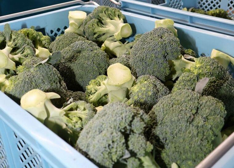 いまやブロッコリーは「重要な野菜」 生産量20年で倍 15番目の「指定野菜」に…何がどう変わる?:東京新聞 TOKYO Web