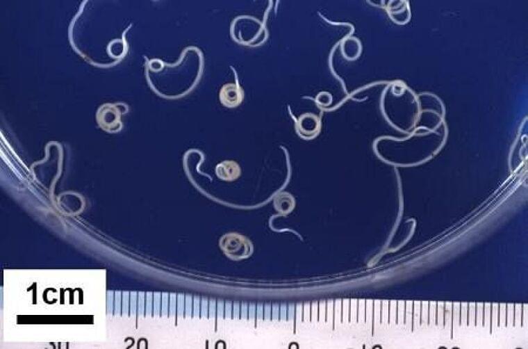 食中毒発生、2年連続増 23年、コロナ禍前の水準に:東京新聞 TOKYO Web