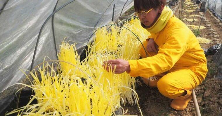 小麦アレルギーでも「こなもん」食べたい 米粉ミックスでチヂミ開発、老舗製粉所の挑戦 - イザ!