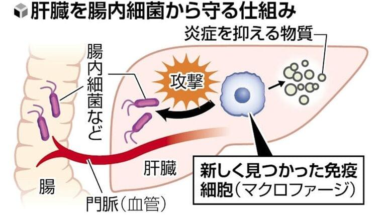 肝臓で新たな免疫細胞を発見…腸内細菌を撃退しても炎症抑える働き、慢性肝炎の予防や治療法へ期待 : 読売新聞