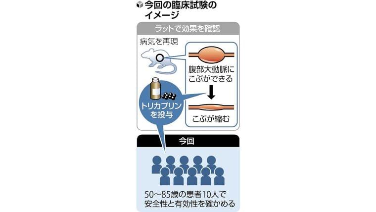 母乳の栄養成分「トリカプリン」、おなかの大動脈瘤を縮小させる可能性…治療薬候補として臨床試験 : 読売新聞