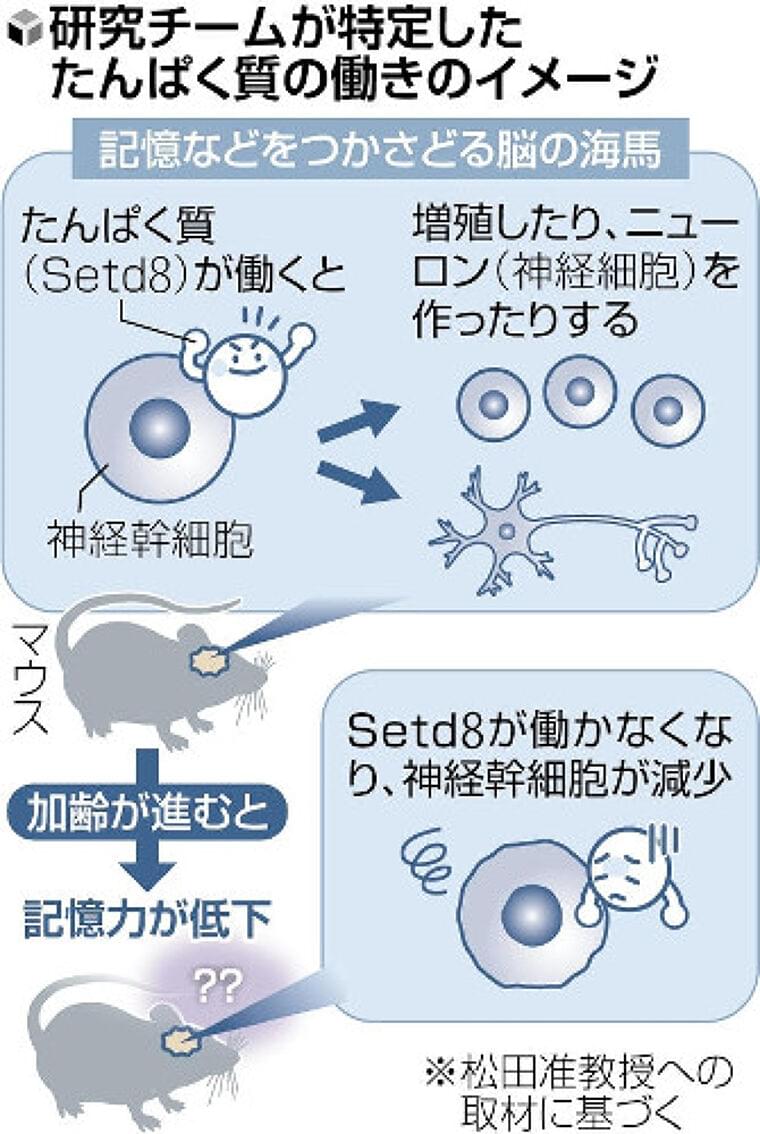 「年取ると記憶力低下」に関係するたんぱく質、マウスで特定…奈良先端大など「脳を若返らせる可能性」 | ヨミドクター(読売新聞)