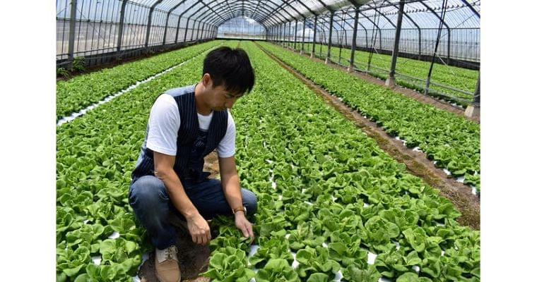 五輪の食材、間に合うか 農産物に安全認証取得の動き|オリパラ|NIKKEI STYLE