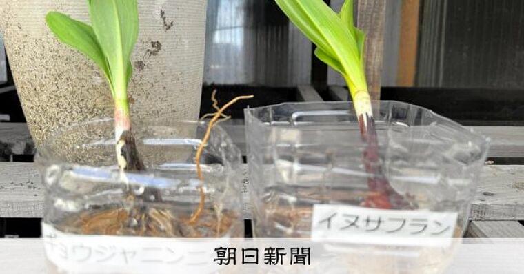 クマだけじゃない山菜採りのリスク　似た植物食べて食中毒、死亡例も：朝日新聞