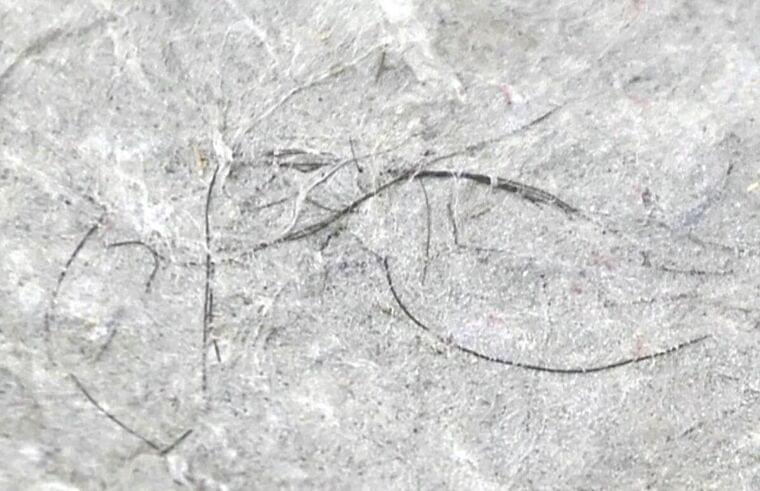 江戸時代の食生活は現代よりミネラル豊富、和紙に埋まった毛髪から分析…識者「玄米食から白米食へいつどのように変化したか推測できる」 | ヨミドクター(読売新聞)