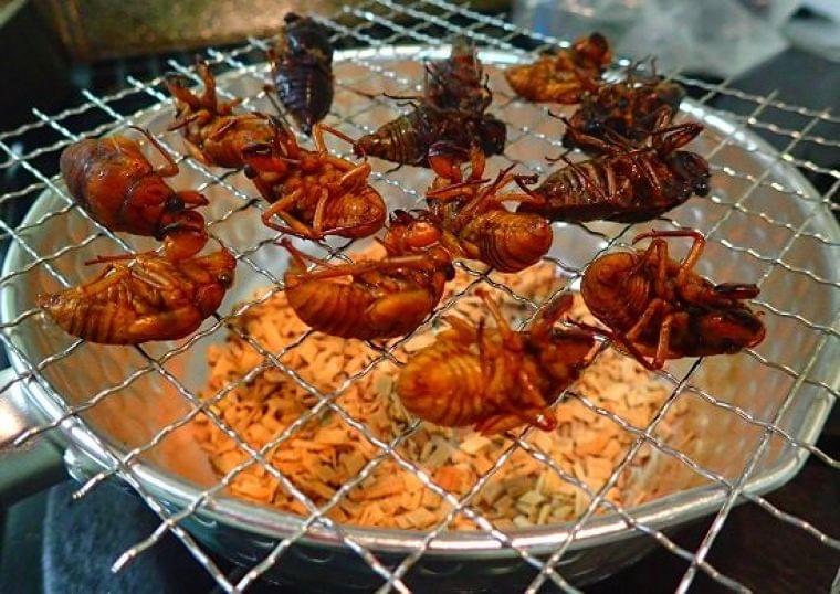 昆虫食に改めて注目 アメリカではコオロギのプロテインバーがセレブから一般まで人気|ニフティニュース
