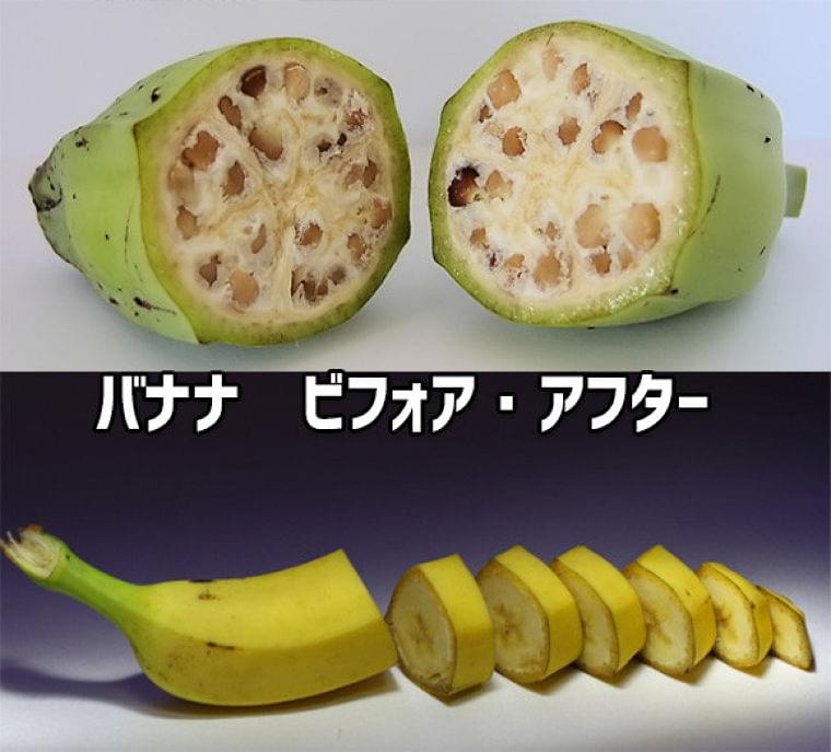 野菜・果物など、品種改良で大きく変化した10種の作物 - エキサイトニュース