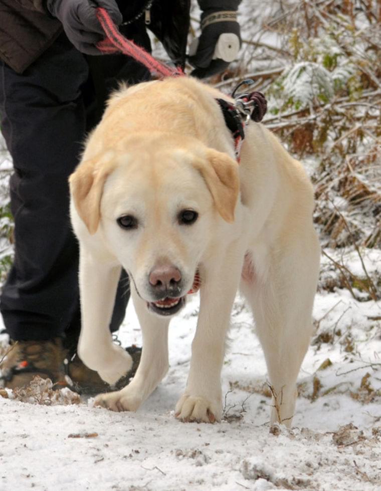 一人暮らし、愛犬いると健康的? 心臓病リスク減の分析:朝日新聞デジタル