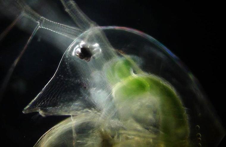 植物を食べる動物は、なぜ栄養が足りなくても成長できるのか | マイナビニュース