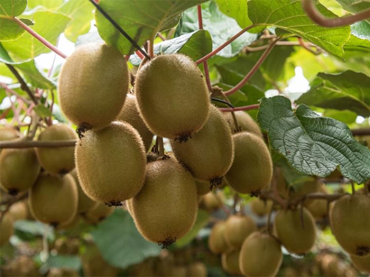 皮ごと丸かじり!? 「食物繊維が2倍摂れる」NZ流キウイの食べ方 | MYLOHAS