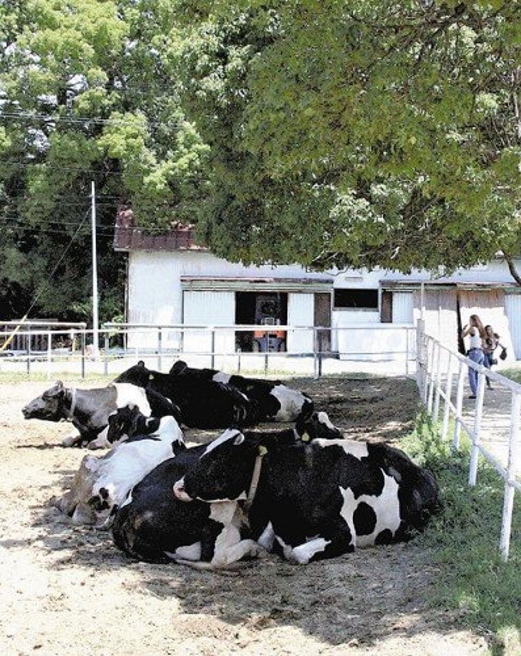 猛暑でモー夏バテ、牛乳出荷量が３割減り品薄も : 経済 : 読売新聞（YOMIURI ONLINE）