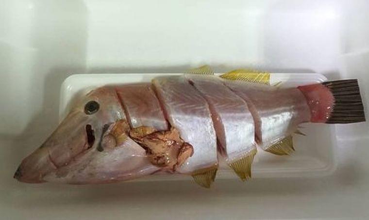 三重のスーパーで有毒魚販売か＝命の危険も｜最新ニュース｜時事メディカル