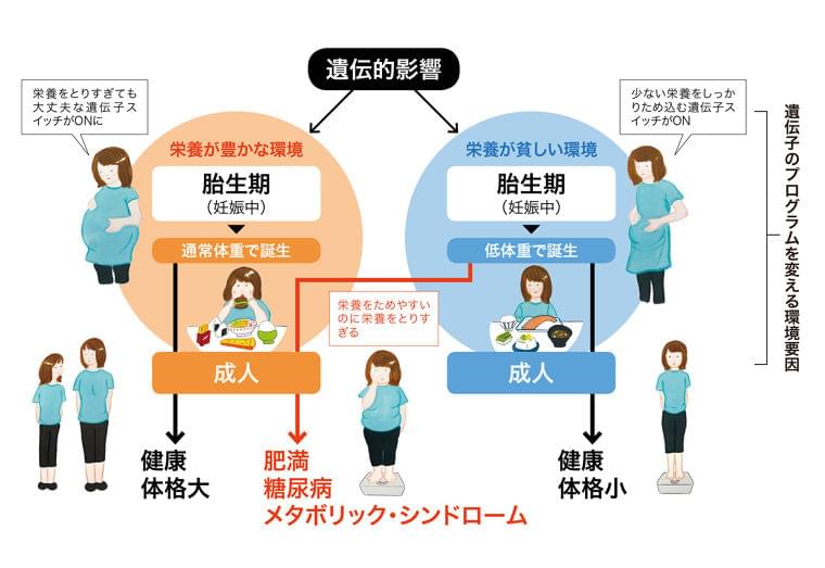 2500g未満の赤ちゃん、糖尿病などのリスクが高い:日経ウーマンオンライン【女性のカラダと栄養のはなし】