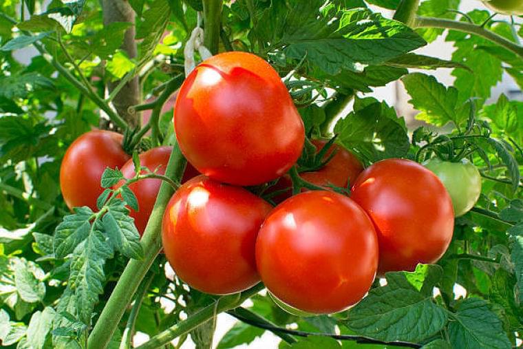 【夏野菜】旬を味わおう！　栄養たっぷりなトマトフル活用レシピ | マイナビウーマン子育て