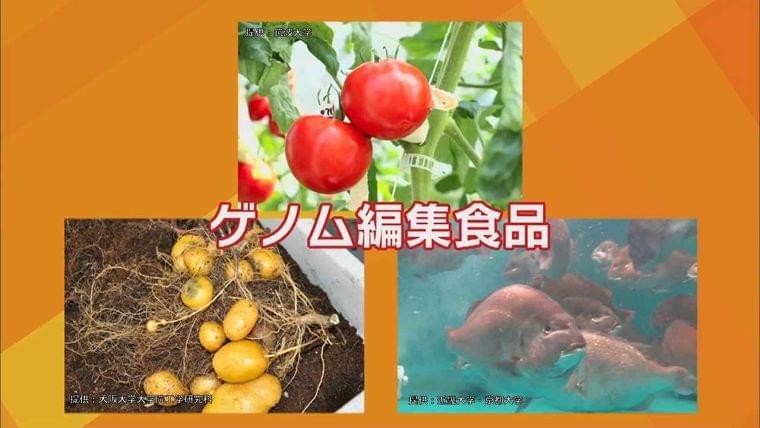肉厚マダイに毒なしジャガイモ…ゲノム編集食品が食卓へ 「表示義務なし」で不安の声も… - FNN.jpプライムオンライン