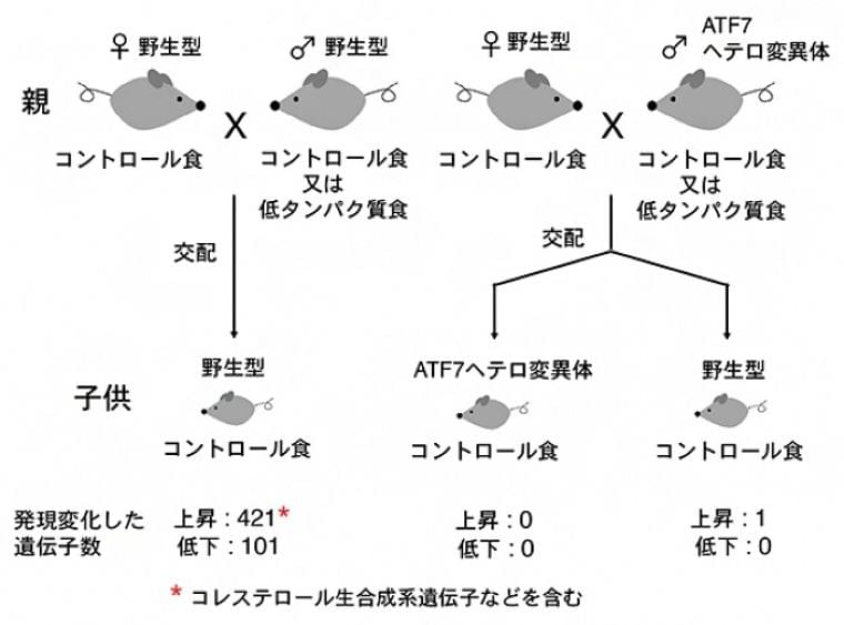 父親の食事が子供の生活習慣病発症に影響するメカニズムを解明 理研など(2020年3月23日)|BIGLOBEニュース