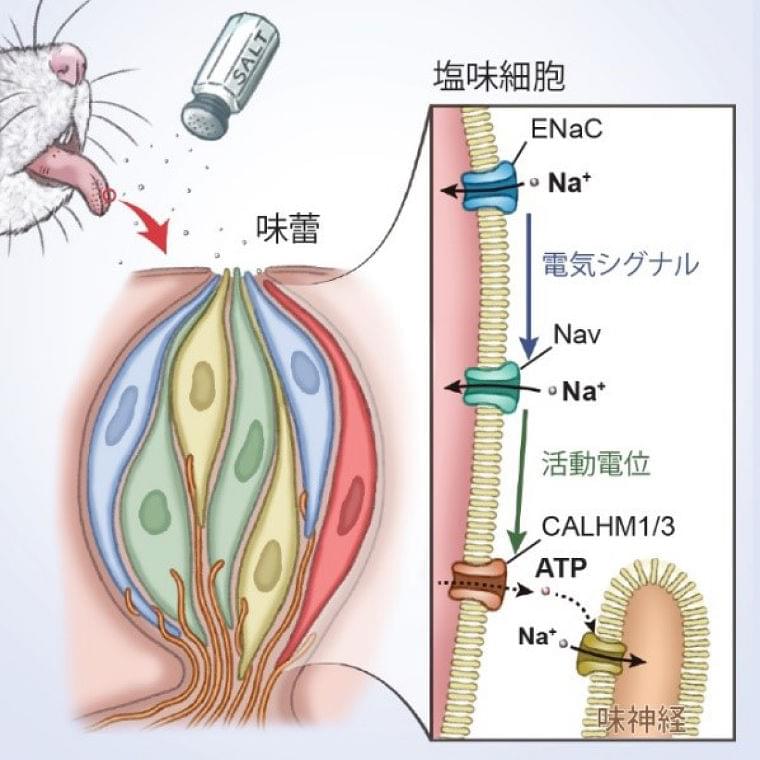 共同発表:舌で「おいしい」塩味を感じる仕組みが明らかに~味蕾において塩味を受容する細胞とその情報変換の分子メカニズムを解明~
