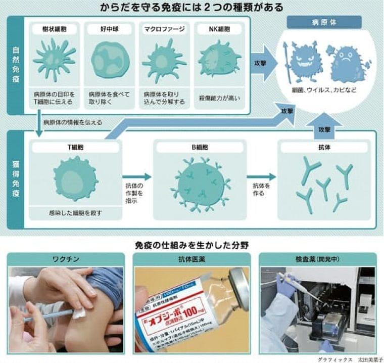 病気からどうやって体を守るの？　「免疫」の仕組み