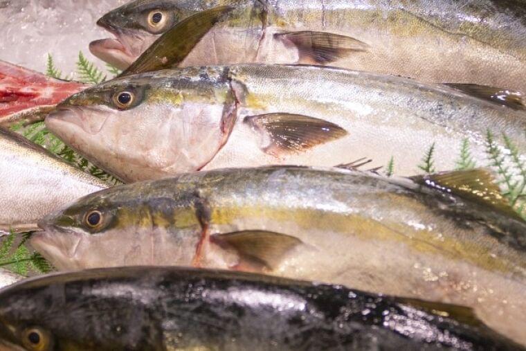 ハマチとブリって同じ魚?どんな栄養がある?カンパチとの違いも解説