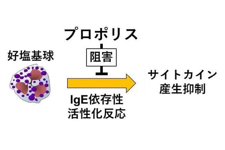 ミツバチ産品の新たな抗アレルギー効果を発見～食物アレルギー治療薬開発への貢献に期待～