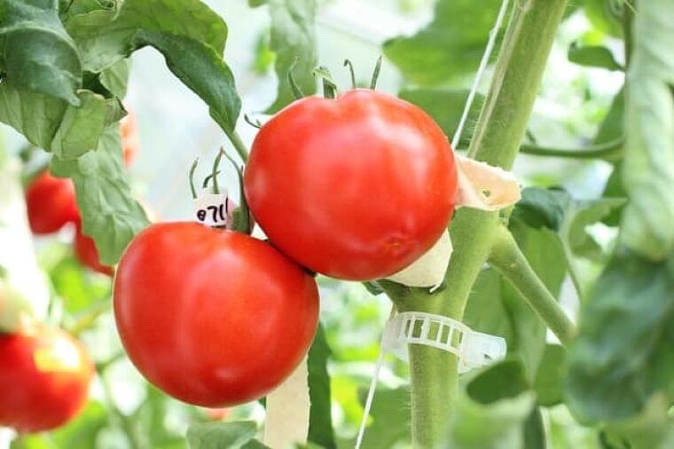 「ゲノム編集食品」国が初承認 トマト流通へ