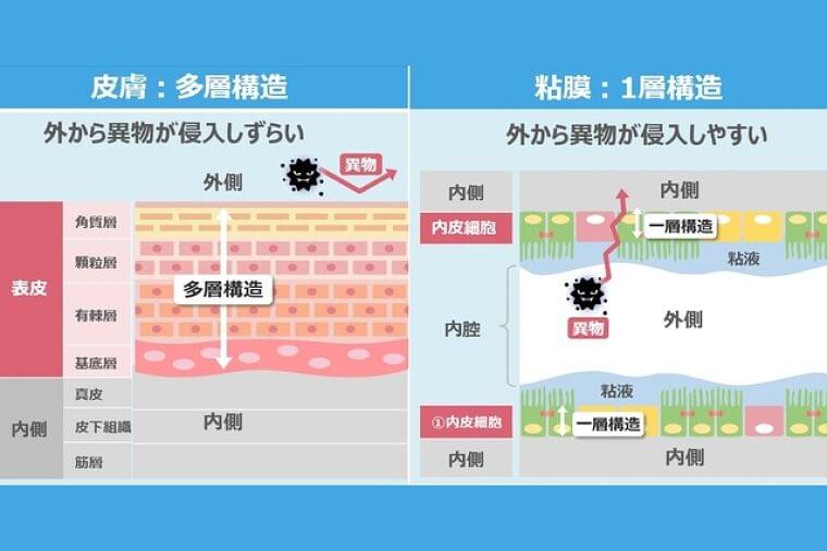 外敵侵入を防御する 免疫力の向上と腸内細菌の密な関係
