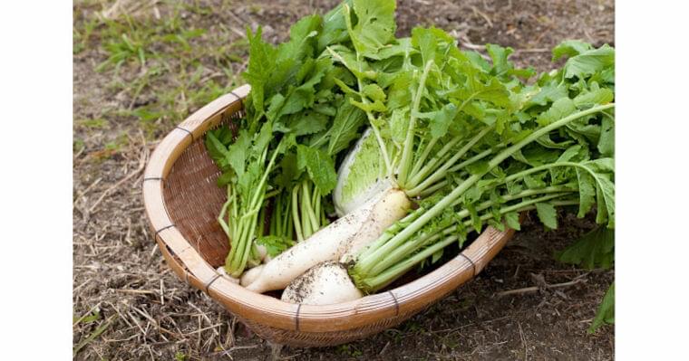 2月に旬を迎える食材とは? 野菜と魚介の保存方法やレシピを紹介 | マイナビニュース