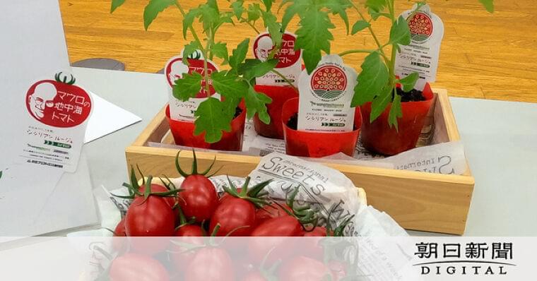ゲノム編集の「高GABAトマト」実る 苗を配布へ :朝日新聞デジタル