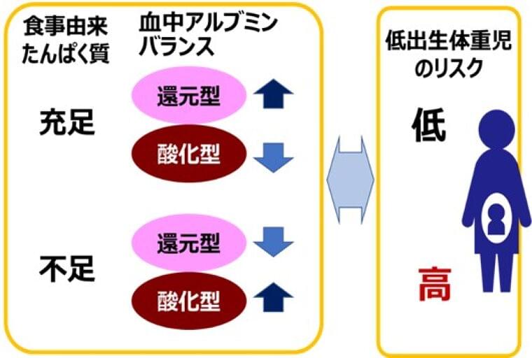 妊婦のたんぱく質栄養指標と生まれてくる子どもの体重に関する研究を発表|森永乳業株式会社のプレスリリース