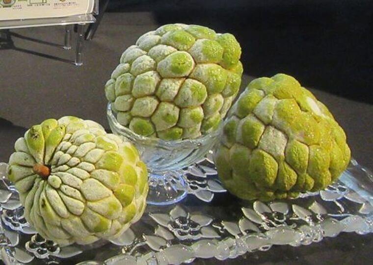 台湾政府、冷凍フルーツ「釈迦頭(しゃかとう)」日本への輸出拡大目指す|食品産業新聞社ニュースWEB