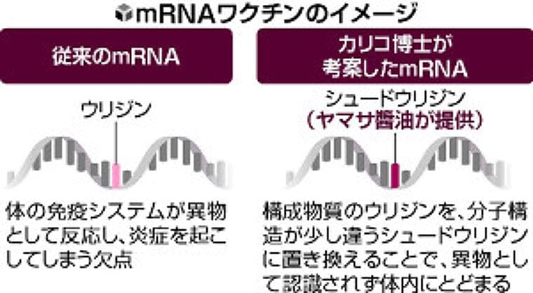 コロナワクチンにヤマサ醤油の技…うまみ成分の研究、mRNAの原料供給に進化 | ヨミドクター(読売新聞)
