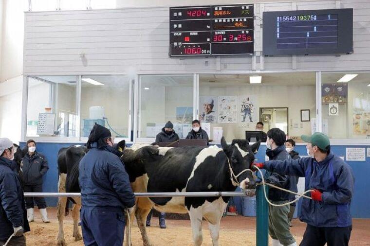 生乳生産抑制、長期化に危機感 酪農地帯の釧根、廃用牛として出荷も:北海道新聞 どうしん電子版