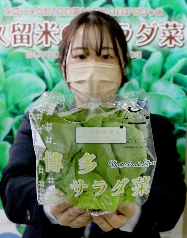 サラダナ栄養機能表示し販売拡大へ パッケージ一新 福岡・JAくるめ、県・市と連携 / 日本農業新聞