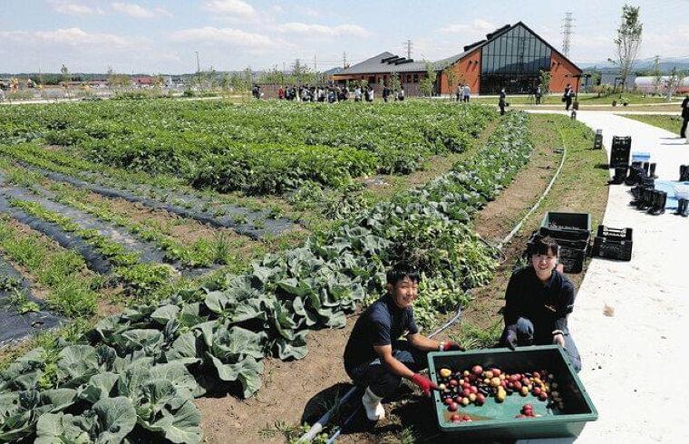 「深谷テラス ヤサイな仲間たちファーム」があすオープン キユーピーが運営 野菜の魅力体験できる複合施設:東京新聞 TOKYO Web