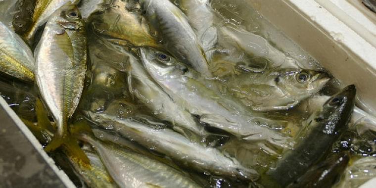 体から腐った魚の臭いが…トリメチルアミン尿症(魚臭症候群)とは? Doctors Me(ドクターズミー)